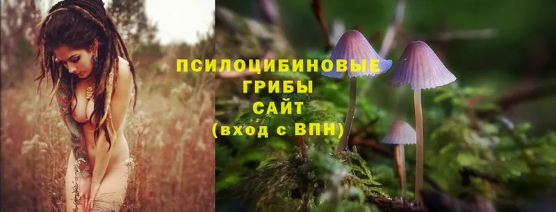 Галлюциногенные грибы Psilocybe  где продают наркотики  MEGA сайт  Бугульма 